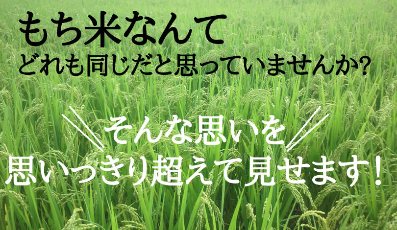 もち米はどれも同じだと思っていませんか？小柳農園のもち米が美味しい理由 