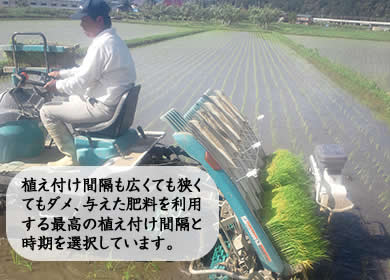 植え付け間隔も広くても狭くてもダメ、与えた肥料を利用する最高の植え付け間隔と時期を選択しています。