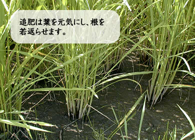 追肥は葉を元気にし、根を若返らせます。