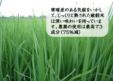 寒暖差のある気候をいかして、じっくりと熟された献穀米は深い味わいを持っています。