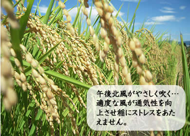 午後北風がやさしく吹く…適度な風が通気性を向上させ稲にストレスをあたえません。