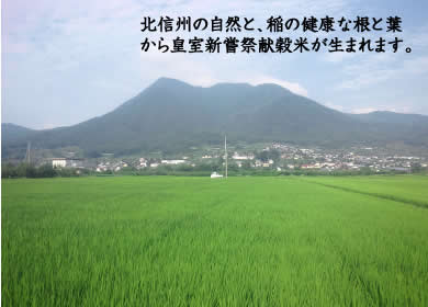 北信州の自然と、稲の健康な根と葉から皇室新嘗祭献穀米が生まれます。