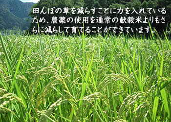 田んぼの草を減らすことに力を入れているため、農薬の使用を通常の献穀米よりもさらに減らして育てることができています。