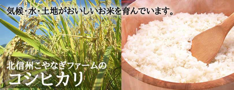 気候・水・土地がおいしいお米を育んでいます。こやなぎファームのコシヒカリ