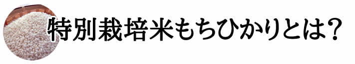 特別栽培米もちひかりとは? 